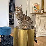Boo a rejoint le concours — aidez-le/la à gagner de superbes lots ! cat, tabby_cat, stool, gold, living_room, rug, ottoman, door, cabinet, art_print, vase, flowers, wooden_floor, furniture, interior, pet, animal, curious, indoor, decor