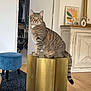 animal, art_print, cabinet, cat, curious, decor, door, flowers, furniture, gold, indoor, interior, living_room, ottoman, pet, rug, stool, tabby_cat, vase, wooden_floor