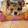 puppy, dog, blue_eyes, toy, colorful, woven_toy, floor, wooden_floor, indoor, pet, cute, fluffy, animal, resting, close_up, young_dog, playful, domestic_animal, fur, ears