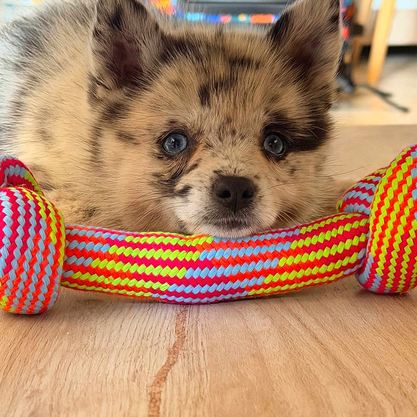 Baïa participe au concours pour gagner de l'argent avec cette photo : puppy, dog, blue_eyes, toy, colorful, woven_toy, floor, wooden_floor, indoor, pet, cute, fluffy, animal, resting, close_up, young_dog, playful, domestic_animal, fur, ears