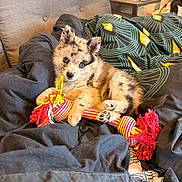 Baïa a rejoint le concours — aidez-le/la à gagner de superbes lots ! puppy, dog, toy, bed, blanket, comforter, indoor, pet, cute, fur, playful, resting, colorful, patterned, cozy, animal, small, domestic, young, relaxed