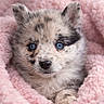 Baïa participe au concours pour gagner de l'argent avec cette photo : puppy, dog, blue_eyes, fluffy, cute, pet, animal, blanket, pink, snuggled, fur, portrait, close_up, soft_texture, cozy, young, innocent, curious, nose, ears