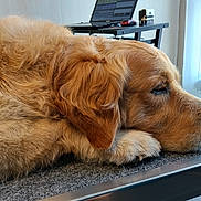 Samy a rejoint le concours — aidez-le/la à gagner de superbes lots ! golden_retriever, dog, sleeping, pet, fur, paw, indoors, laptop, desk, technology, window, curtain, resting, closeup, side_view, cozy, home, animal, canine, relaxed