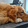 golden_retriever, dog, sleeping, pet, fur, paw, indoors, laptop, desk, technology, window, curtain, resting, closeup, side_view, cozy, home, animal, canine, relaxed