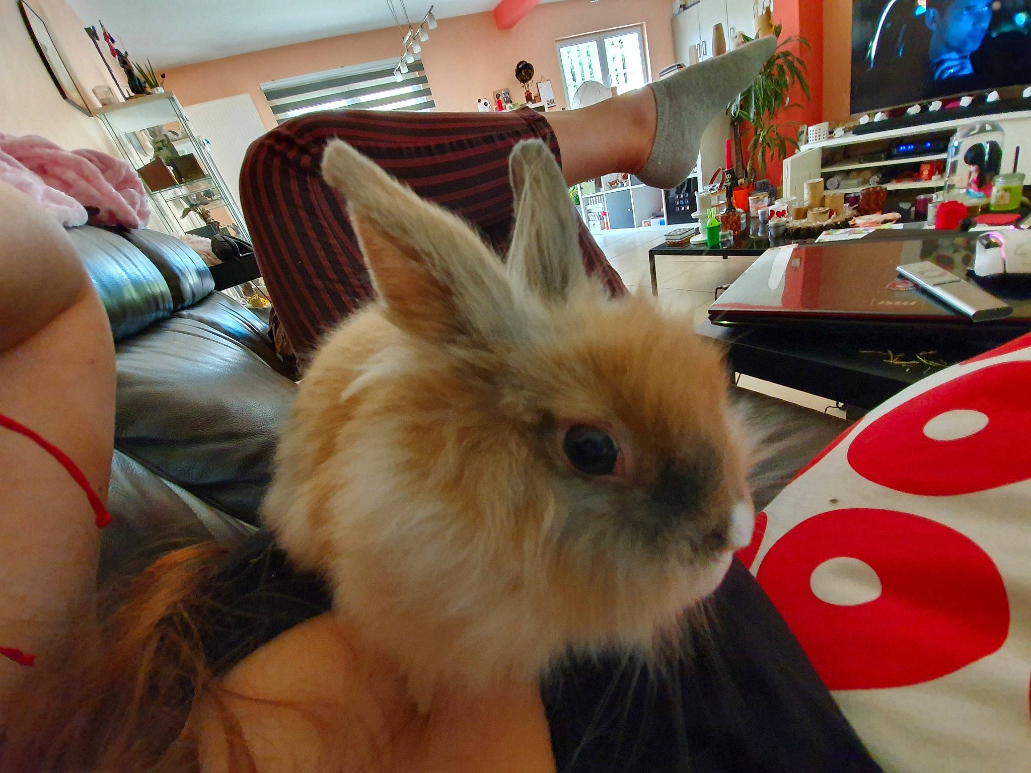 Biscotte a rejoint le concours — aidez-le/la à gagner de superbes lots ! angora_rabbit, domestic_rabbit, ear, fawn, fur, long_hair, rabbit, rabbits_and_hares, skin, whiskers