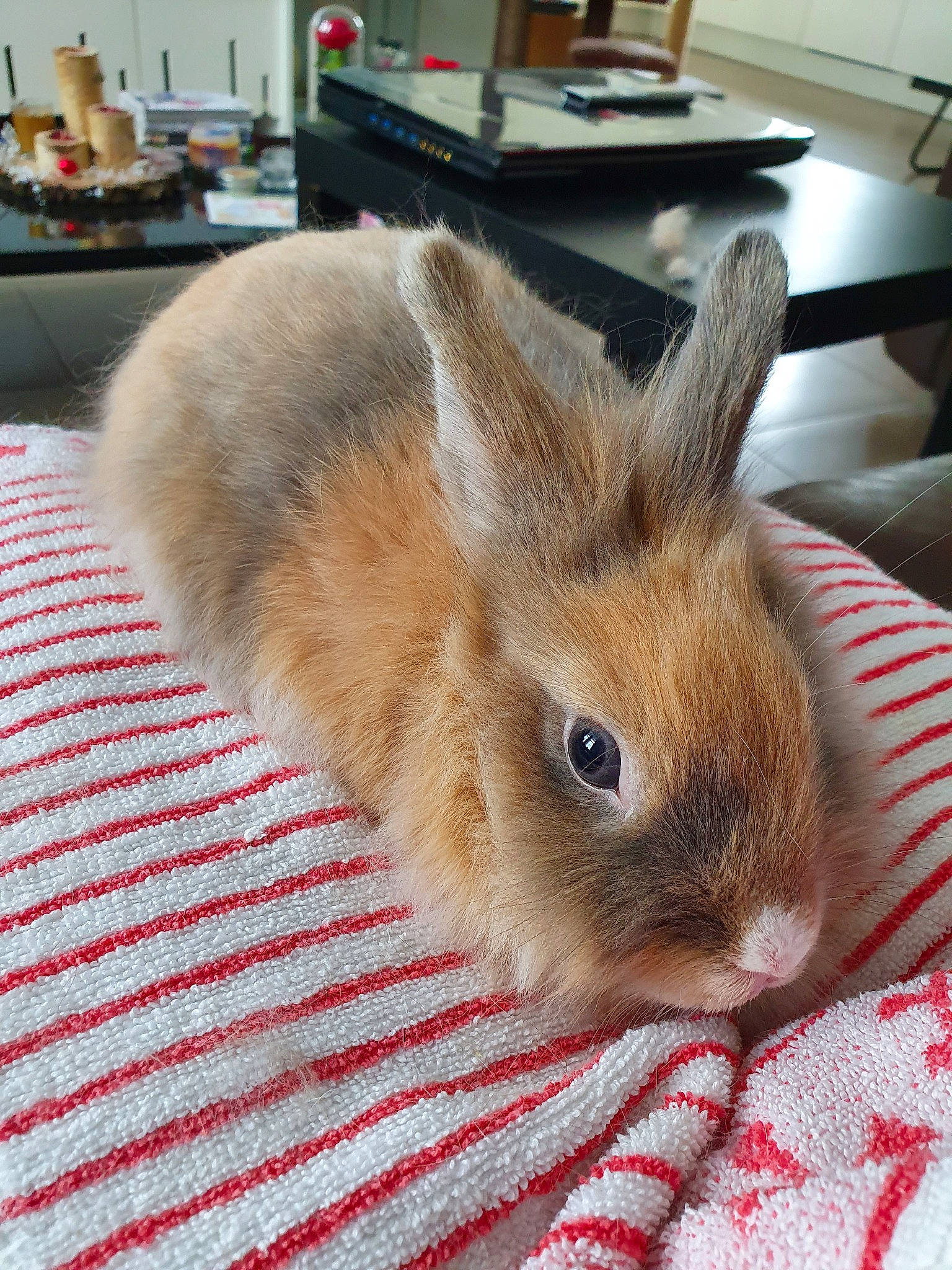 Biscotte participe au concours pour gagner de l'argent avec cette photo : domestic_rabbit, ear, fawn, fur, hare, mammal, rabbit, rabbits_and_hares, skin, snout, whiskers, wood_rabbit