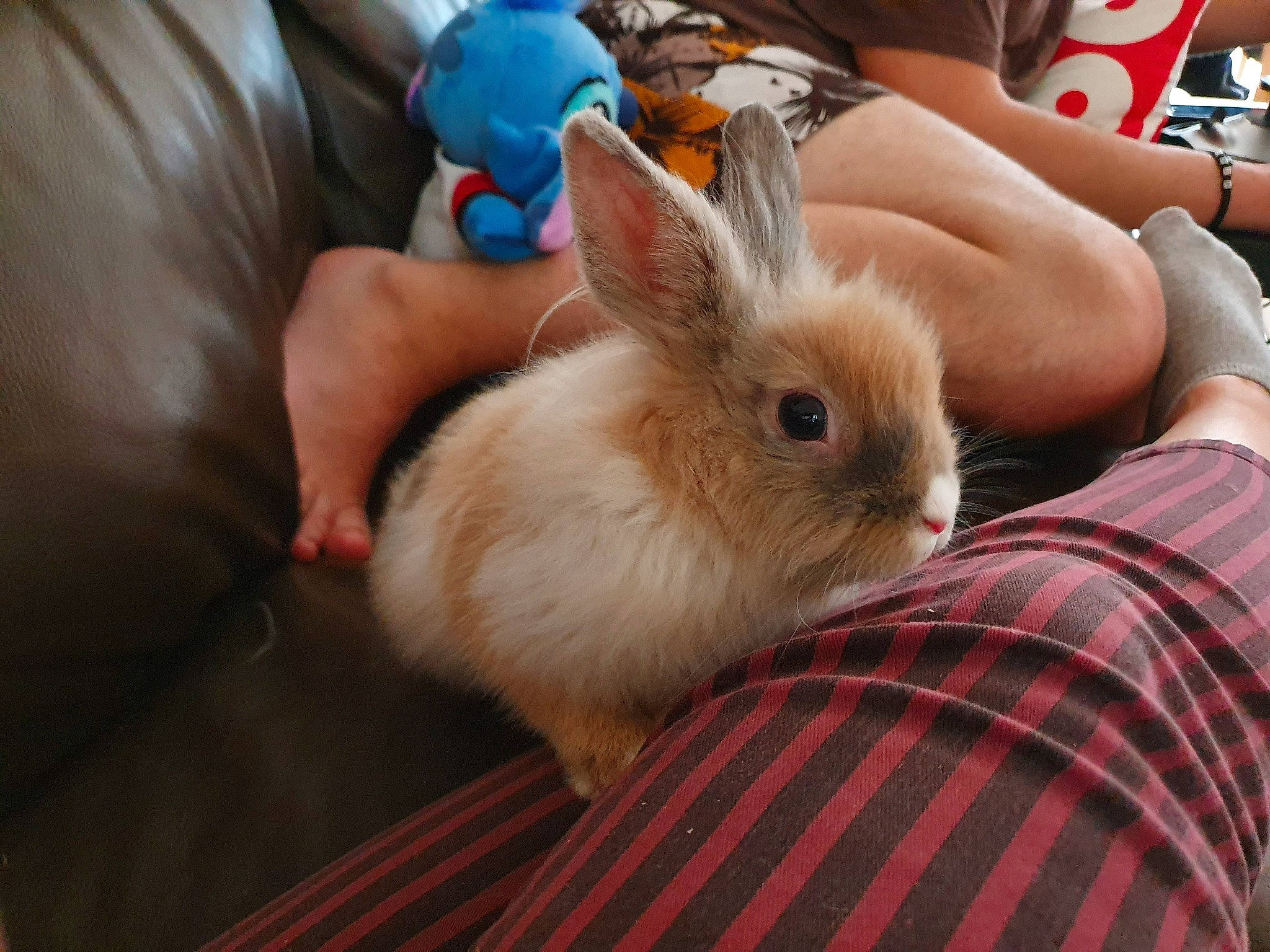 Biscotte participe au concours pour gagner de l'argent avec cette photo : angora_rabbit, domestic_rabbit, ear, fawn, hare, rabbit, rabbits_and_hares, skin, whiskers