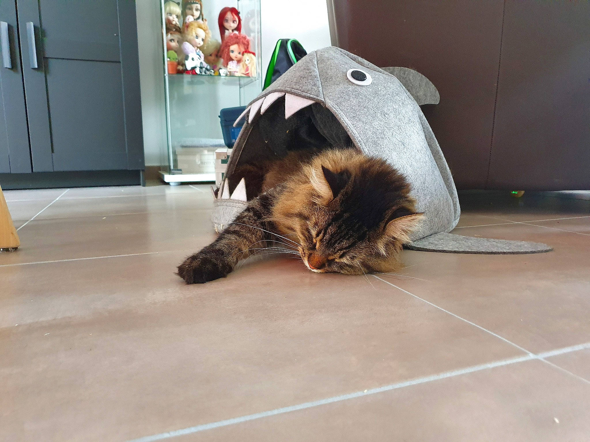 Loki a rejoint le concours — aidez-le/la à gagner de superbes lots ! canidae, carnivore, cat, claw, fawn, felidae, floor, flooring, fur, kitten, small_to_medium_sized_cats, snout, whiskers