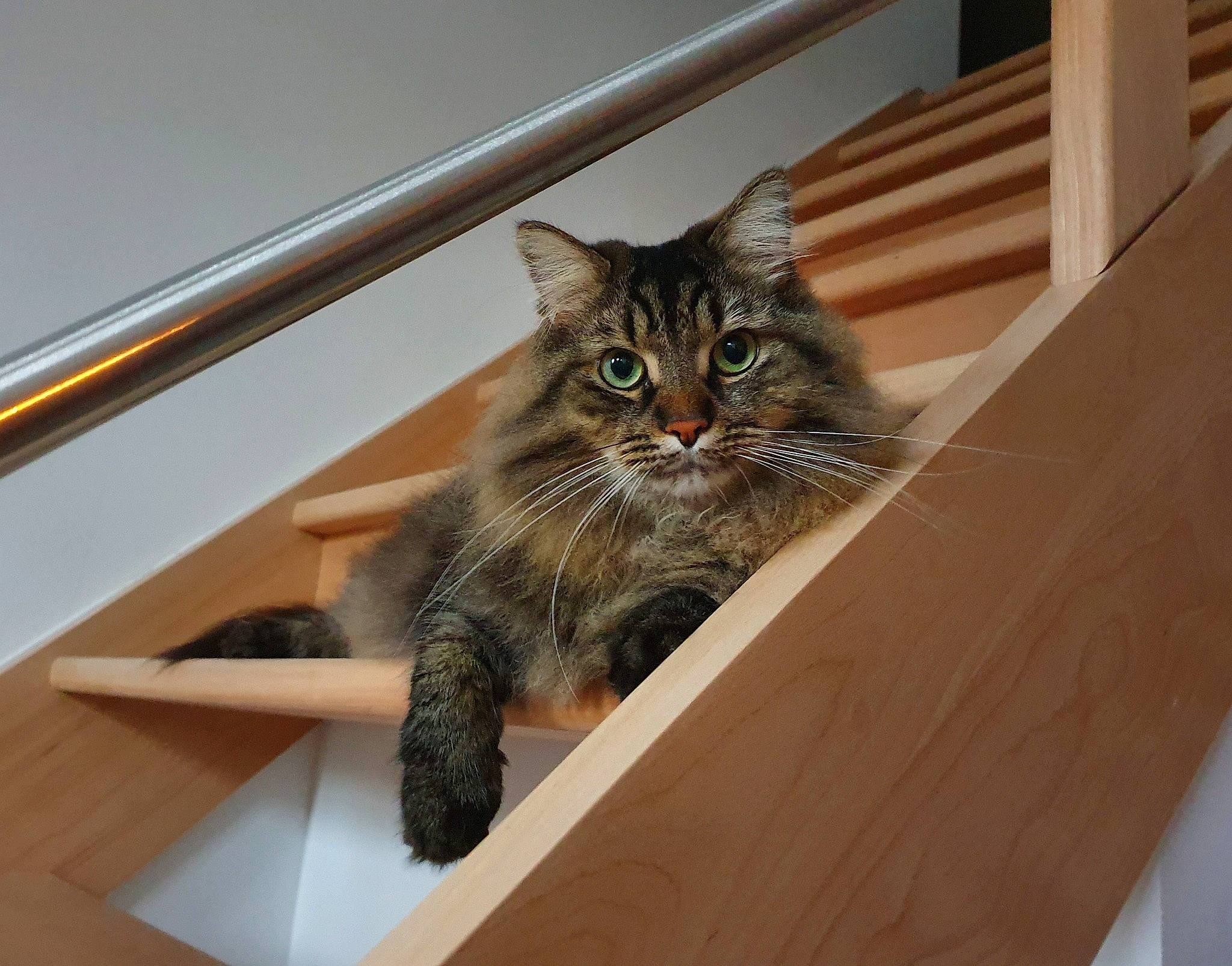 Loki a rejoint le concours — aidez-le/la à gagner de superbes lots ! american_shorthair, asian, box, carnivore, cat, domestic_short_haired_cat, dragon_li, european_shorthair, fawn, felidae, fur, kitten, maine_coon, norwegian_forest_cat, pixie_bob, siberian, small_to_medium_sized_cats, stairs, tabby_cat, whiskers