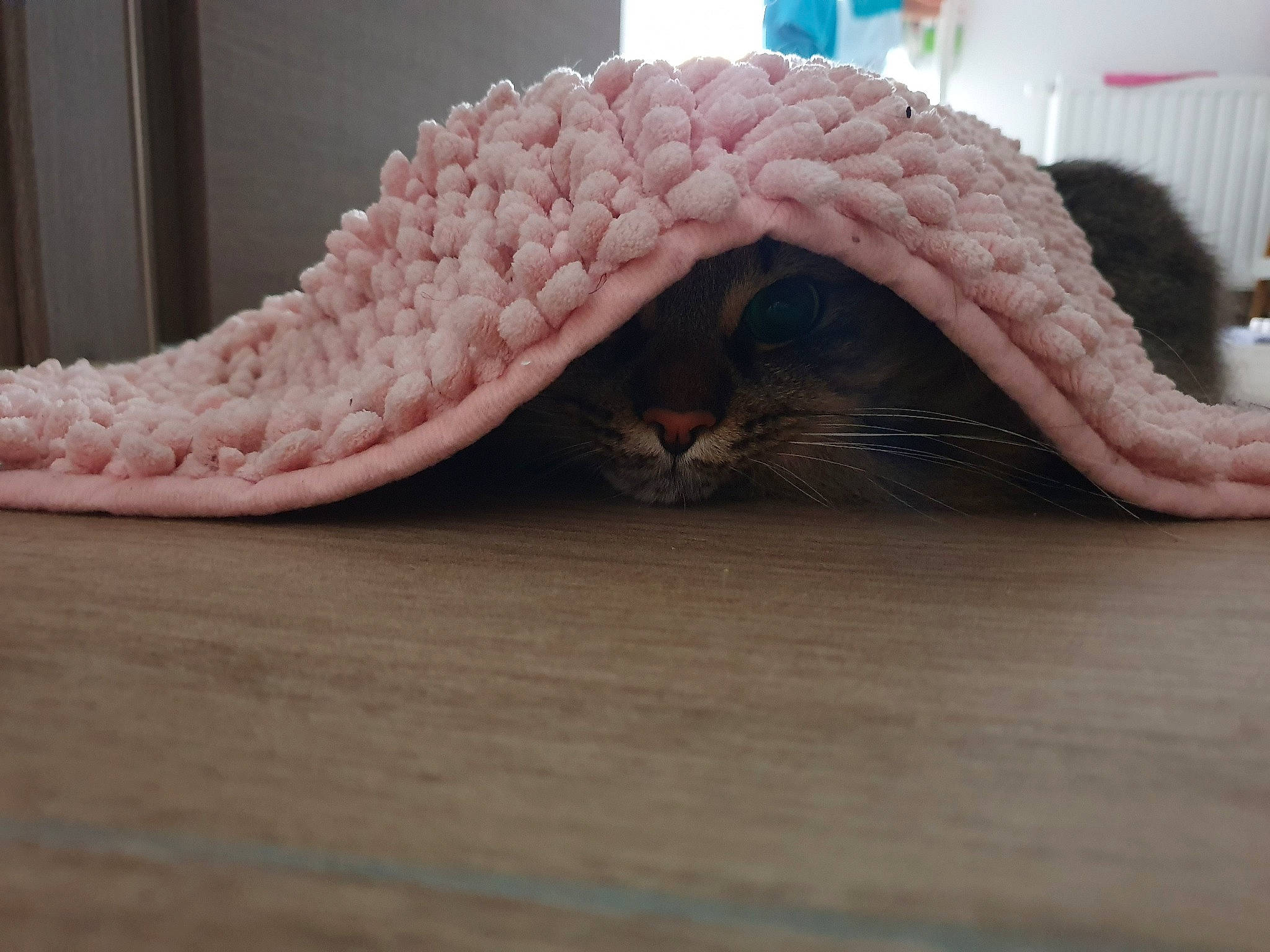 Loki a rejoint le concours — aidez-le/la à gagner de superbes lots ! art, cat, crochet, felidae, fur, pink, small_to_medium_sized_cats, tail