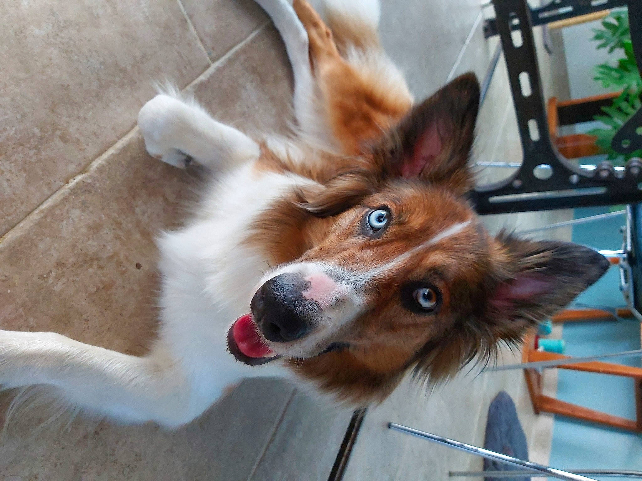 Java a rejoint le concours — aidez-le/la à gagner de superbes lots ! canidae, carnivore, collar, companion_dog, dog, dog_breed, dog_collar, dog_supply, electric_blue, fawn, fur, herding_dog, liver, rough_collie, scotch_collie, snout, sporting_group, whiskers, windshield, working_dog