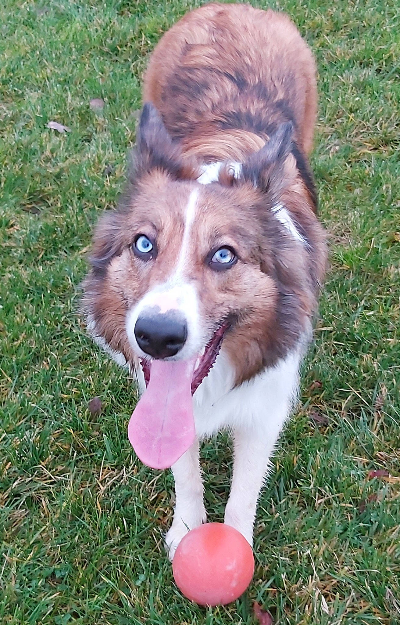 Java participe au concours pour gagner de l'argent avec cette photo : ancient_dog_breeds, australian_collie, canidae, carnivore, companion_dog, dog, dog_breed, fawn, fur, grass, groundcover, herding_dog, liver, snout, sporting_group, tail, terrestrial_animal, whiskers, working_animal, working_dog