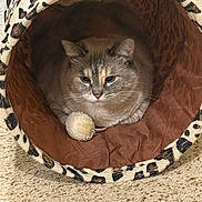 Birdie Cat is registered to the contest to win money with this photo: animal, beige, brown, carpet, cat, closeup, cozy, domestic, ears, feline, fur, indoor, leopard_print, pet, pom_pom, resting, soft, toy, tunnel_bed, whiskers