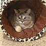 animal, beige, brown, carpet, cat, closeup, cozy, domestic, ears, feline, fur, indoor, leopard_print, pet, pom_pom, resting, soft, toy, tunnel_bed, whiskers