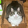Jasper is registered to the contest to win money with this photo: animal, box, brown, cardboard, cat, curious, cute, domestic, eyes, floor, fur, indoor, looking_up, pet, relaxed, sitting, tabby, tail, whiskers, white