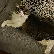 Jasper is registered to the contest to win money with this photo: animal, cat, couch, cute, domestic, ears, eyes, fluffy, fur, gray_couch, home, indoor, lounging, patterned_pillow, pet, pillow, pink_nose, relaxed, whiskers, wooden_floor