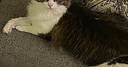 Jasper is registered to the contest to win money with this photo: animal, cat, couch, cute, domestic, ears, eyes, fluffy, fur, gray_couch, home, indoor, lounging, patterned_pillow, pet, pillow, pink_nose, relaxed, whiskers, wooden_floor