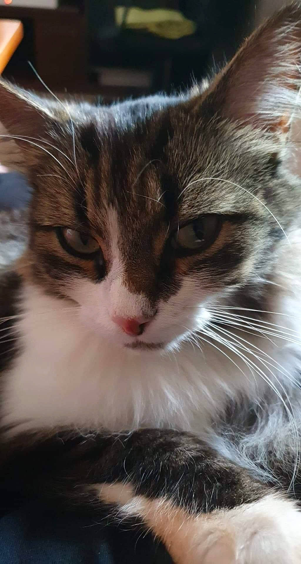 Néo a rejoint le concours — aidez-le/la à gagner de superbes lots ! carnivore, cat, claw, close_up, domestic_short_haired_cat, eye, felidae, fur, hair, mammal, paw, sitting, small_to_medium_sized_cats, snout, tail, terrestrial_animal, tree, vertebrate, whiskers, window