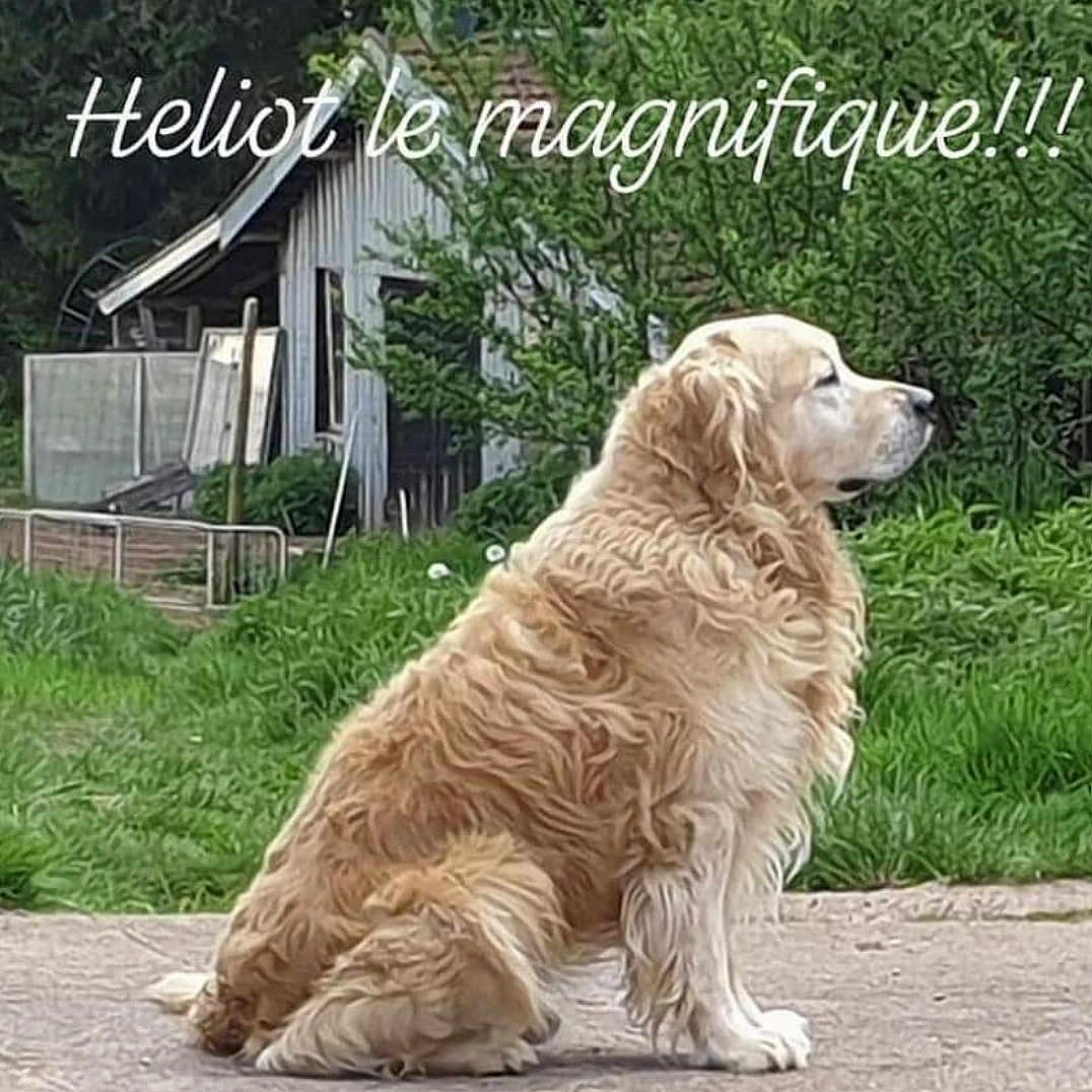 Héliot