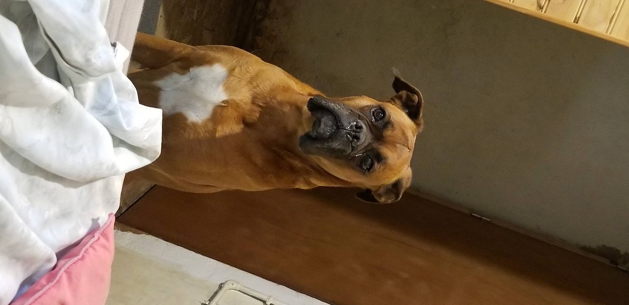 Prisca participe au concours pour gagner de l'argent avec cette photo : canidae, carnivore, comfort, companion_dog, dog, dog_breed, fawn, felidae, floor, flooring, fur, hardwood, human_leg, small_to_medium_sized_cats, snout, sporting_group, terrestrial_animal, whiskers, wood, working_animal