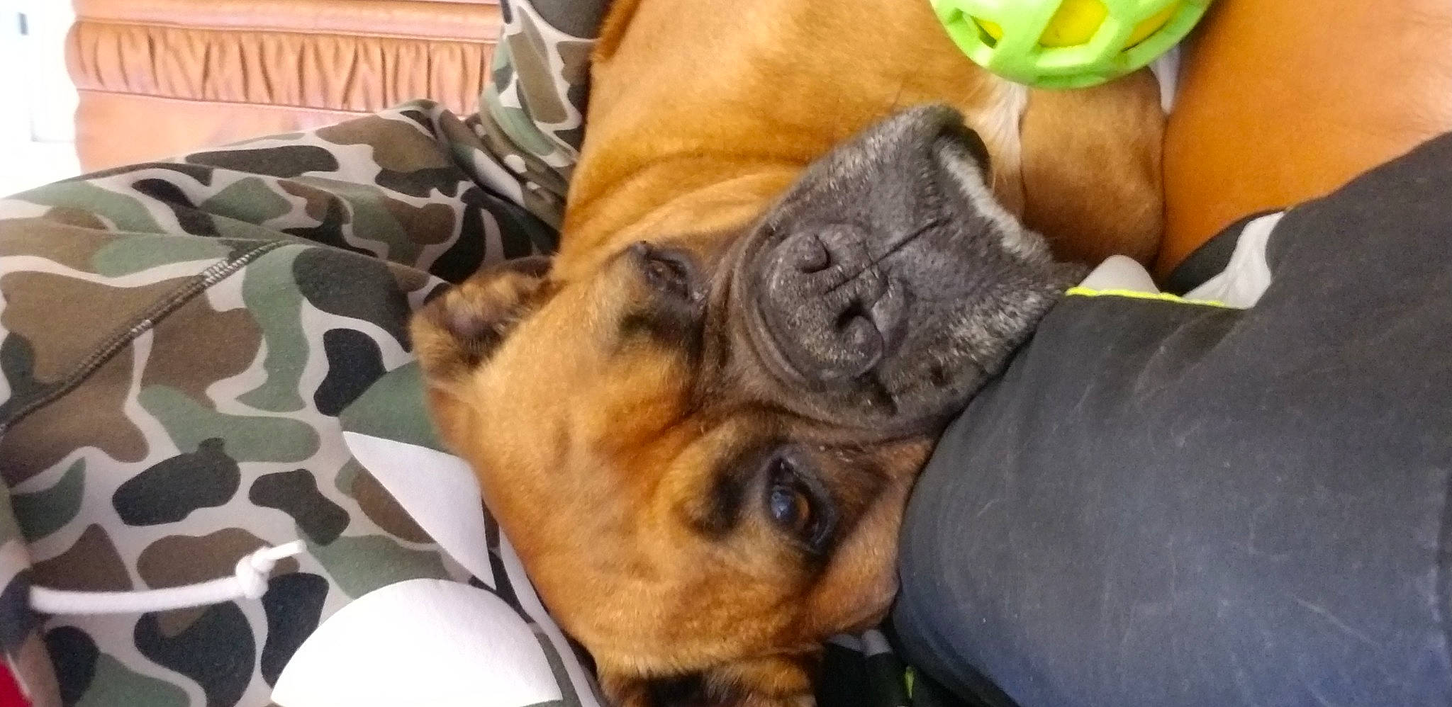 Prisca a rejoint le concours — aidez-le/la à gagner de superbes lots ! canidae, carnivore, comfort, companion_dog, dog, dog_breed, ear, fawn, fur, guard_dog, lime, mammal, paw, snout, sporting_group, terrier, toy_dog, vertebrate, whiskers, working_animal