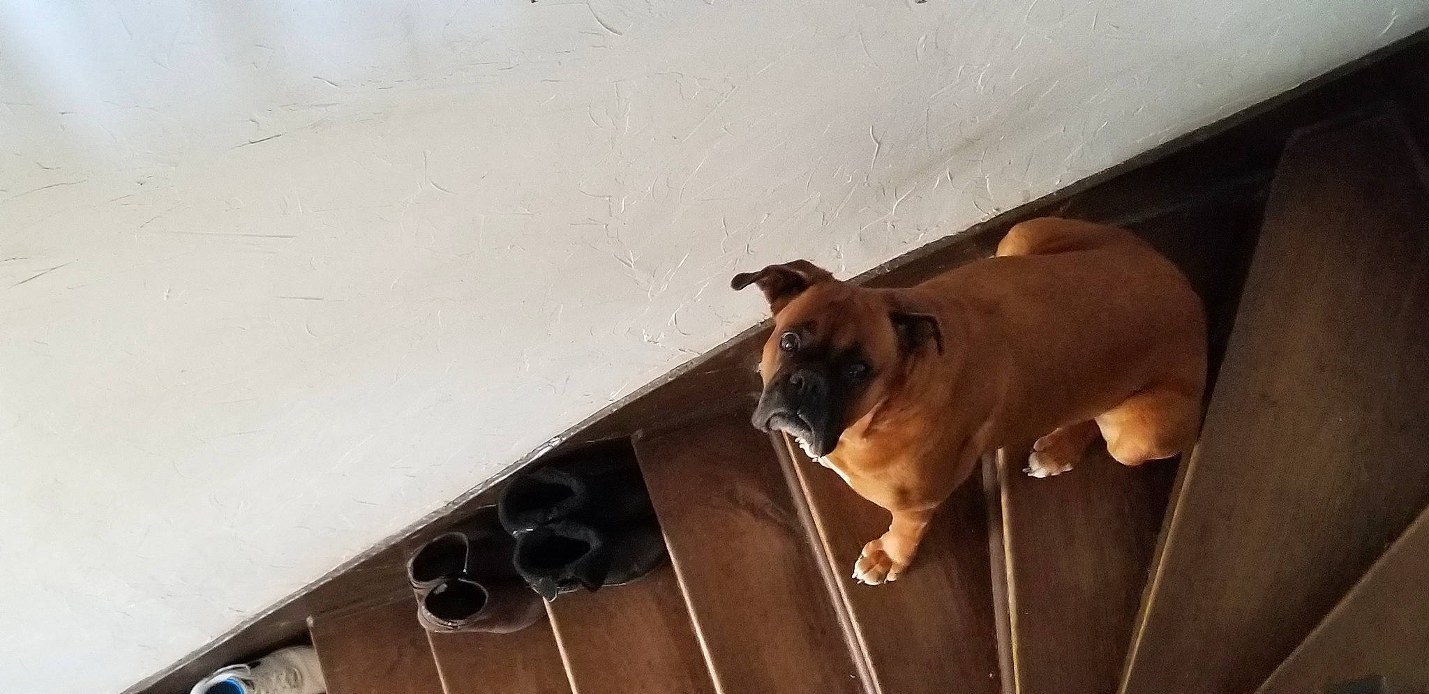 Prisca a rejoint le concours — aidez-le/la à gagner de superbes lots ! canidae, carnivore, companion_dog, dog, dog_breed, fawn, flooring, gas, hardwood, line, liver, non_sporting_group, plywood, pug, snout, sporting_group, tail, toy_dog, wood, working_animal