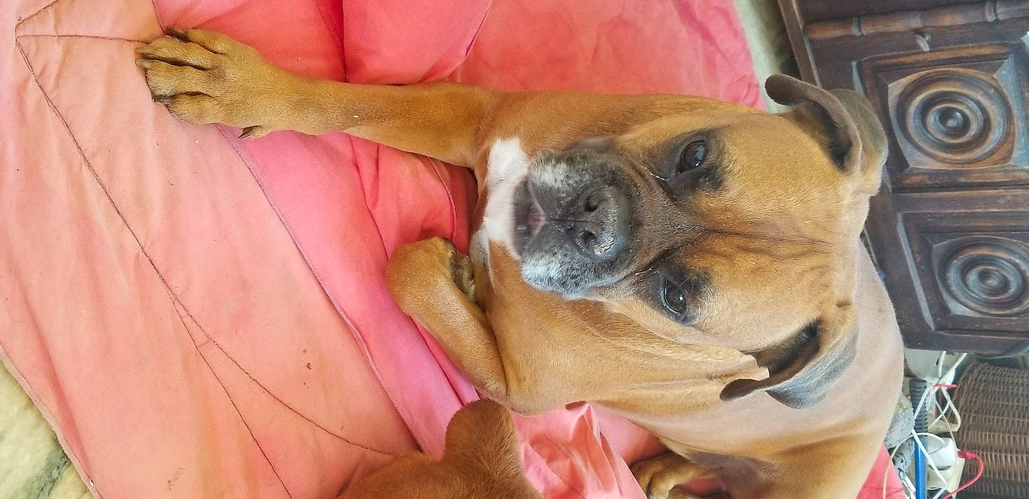 Goliath a rejoint le concours — aidez-le/la à gagner de superbes lots ! canidae, carnivore, collar, comfort, companion_dog, dog, dog_breed, ear, fawn, fur, nap, non_sporting_group, paw, puppy_love, snout, sporting_group, toy_dog, whiskers, working_animal, wrinkle