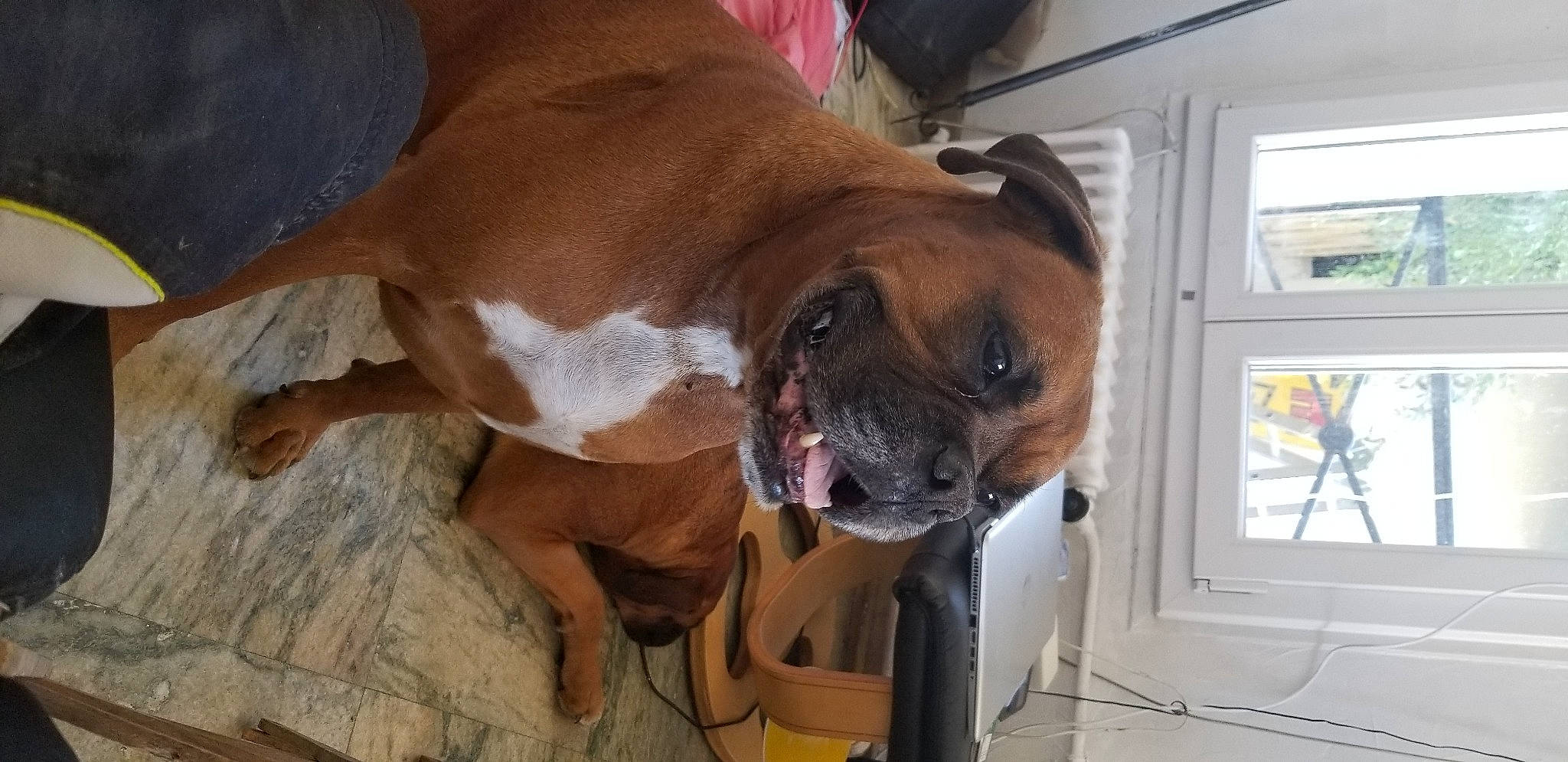 Goliath a rejoint le concours — aidez-le/la à gagner de superbes lots ! bored, boxer, canidae, carnivore, collar, companion_dog, dog, dog_breed, dog_collar, fawn, liver, non_sporting_group, old_english_bulldog, snout, sporting_group, whiskers, window, working_animal, working_dog, wrinkle