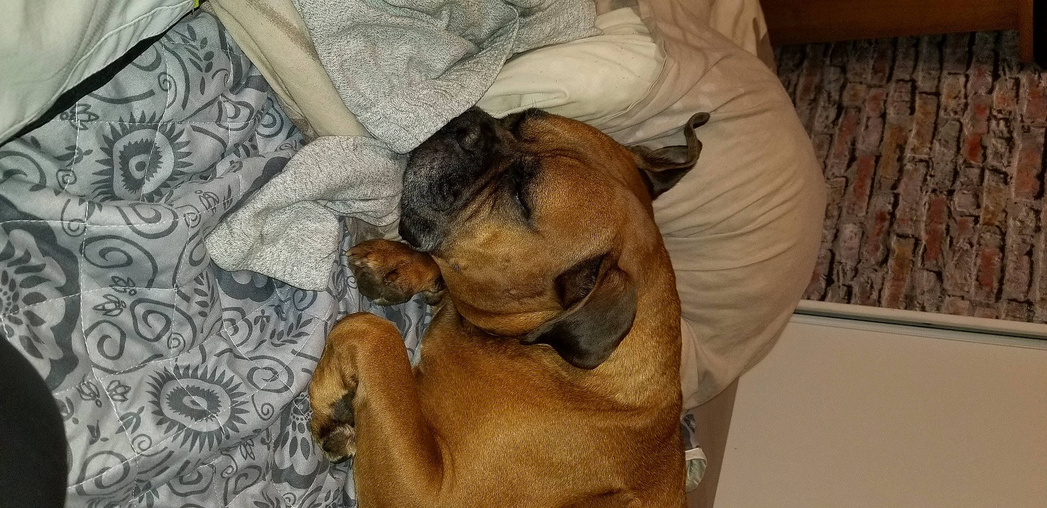 Goliath participe au concours pour gagner de l'argent avec cette photo : canidae, carnivore, comfort, companion_dog, dog, dog_breed, ear, fawn, fur, guard_dog, liver, nap, non_sporting_group, paw, snout, sporting_group, toy_dog, working_animal, working_dog, wrinkle