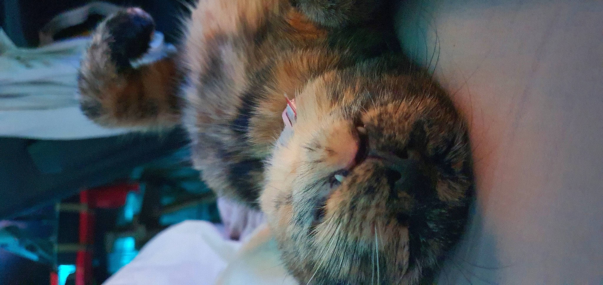 Aery a rejoint le concours — aidez-le/la à gagner de superbes lots ! carnivore, cat, claw, comfort, domestic_short_haired_cat, ear, fawn, felidae, fur, nap, organism, paw, sleep, small_to_medium_sized_cats, snout, tail, terrestrial_animal, whiskers, wildlife