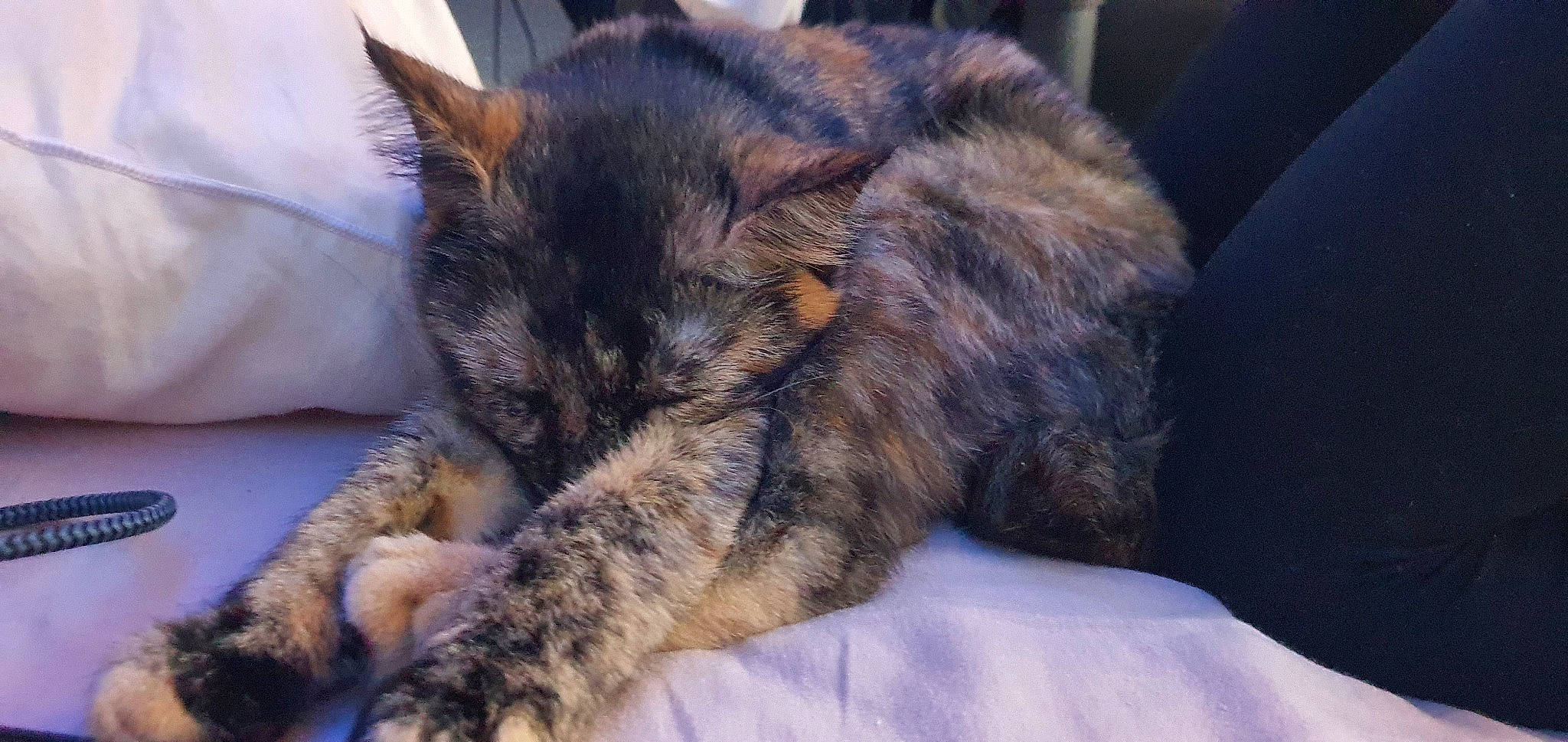 Aery participe au concours pour gagner de l'argent avec cette photo : bed, carnivore, cat, claw, comfort, domestic_short_haired_cat, eye, felidae, fur, linens, nap, paw, sleep, small_to_medium_sized_cats, snout, tail, terrestrial_animal, whiskers