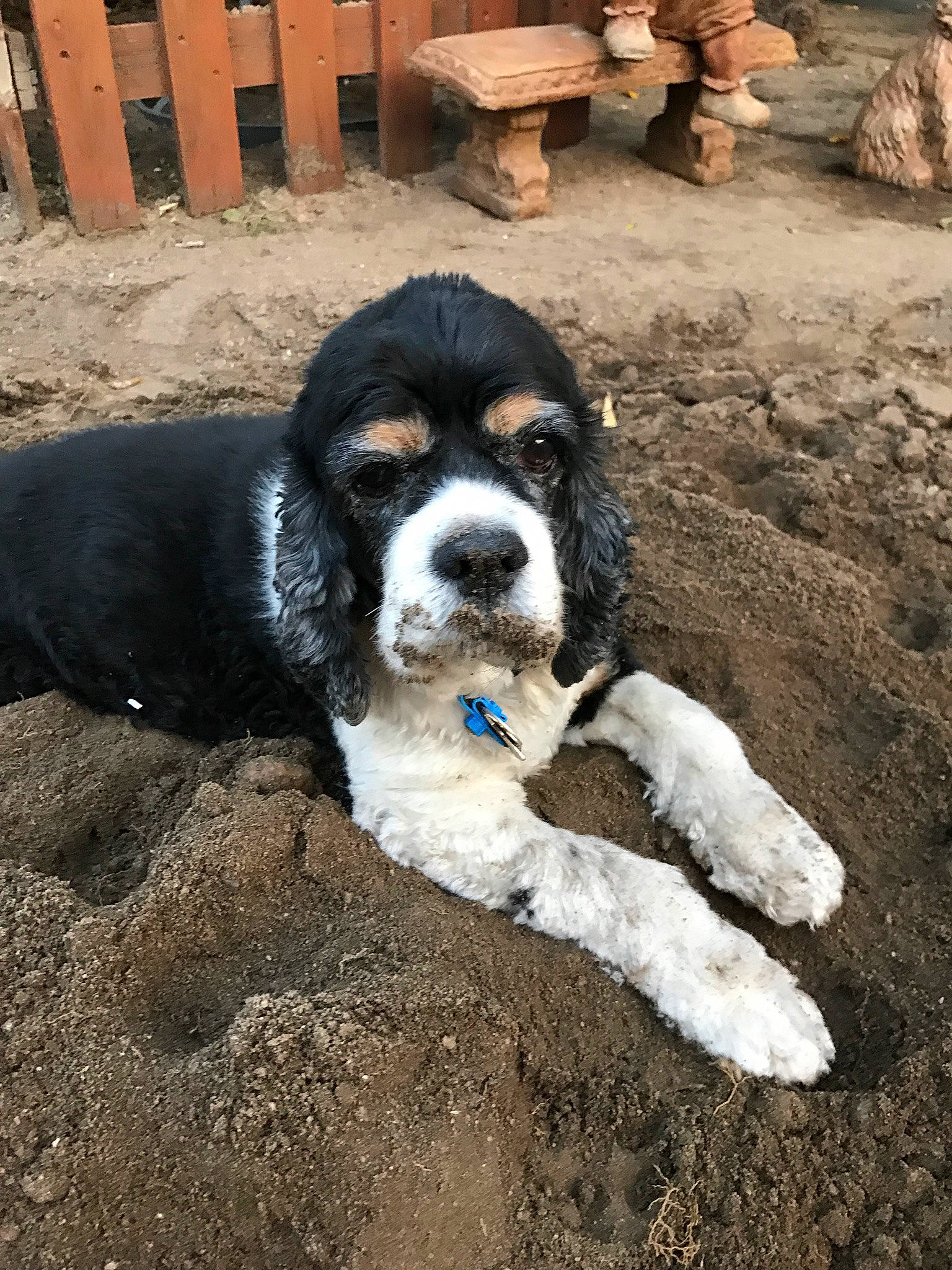 Abigail is registered to the contest to win money with this photo: canidae, carnivore, companion_dog, dog, dog_breed, fur, gun_dog, hunting_dog, liver, non_sporting_group, puppy, snout, soil, spaniel, sporting_group, terrestrial_animal, toy_dog, working_animal, working_dog