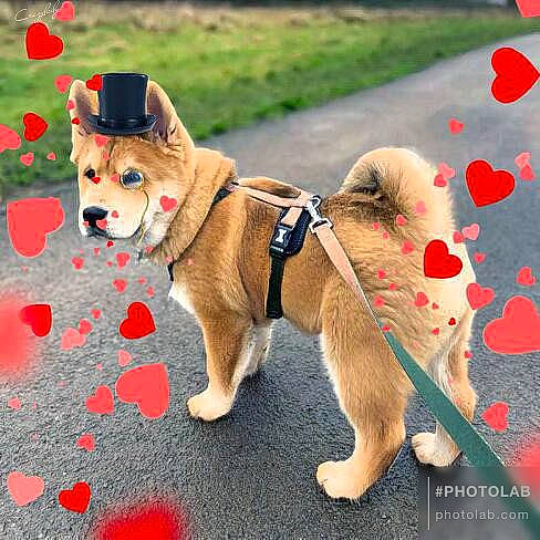 Money joined the competition — help win amazing prizes! carnivore, collar, companion_dog, dog, dog_breed, dog_clothes, dog_collar, dog_supply, fashion_accessory, fawn, flower, leash, mammal, pet_supply, plant, snout, sporting_group, tail, vertebrate, working_animal