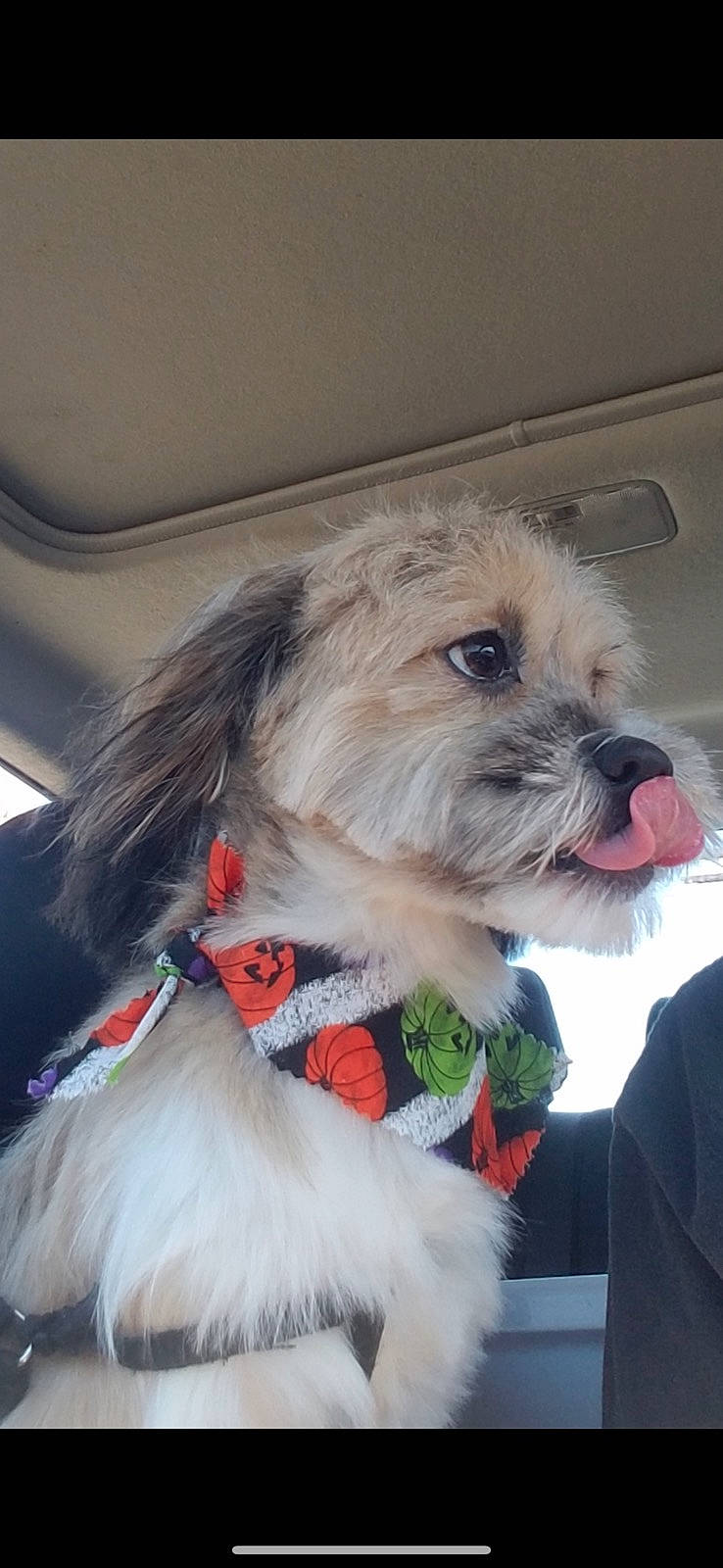 Milo joined the competition — help win amazing prizes! bow_tie, carnivore, collar, companion_dog, dog, dog_breed, dog_clothes, dog_collar, dog_supply, eyewear, fawn, fur, mal_shi, puppy_love, small_terrier, snout, terrier, toy_dog, whiskers, working_animal