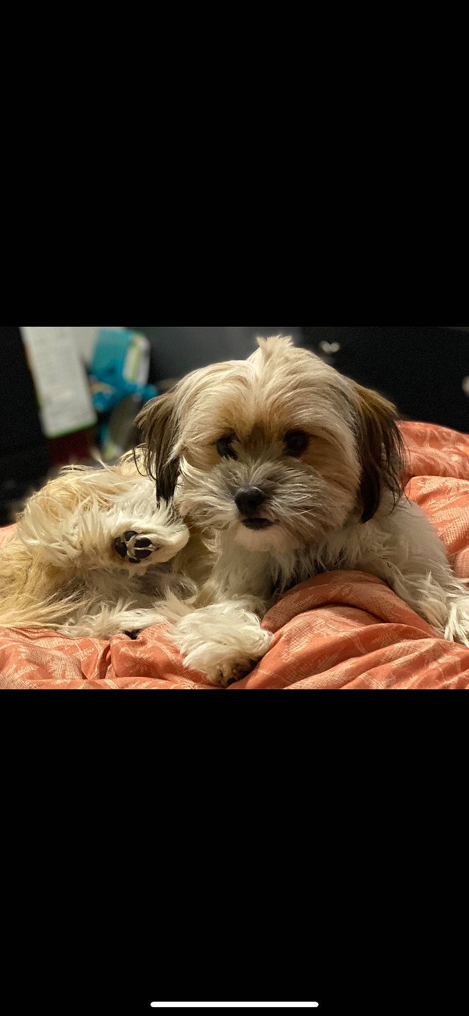 Milo is registered to the contest to win money with this photo: canidae, carnivore, comfort, companion_dog, dog, dog_breed, dog_supply, fawn, fur, liver, mal_shi, maltepoo, puppy_love, shih_poo, shih_tzu, small_terrier, snout, sporting_group, terrier, toy_dog