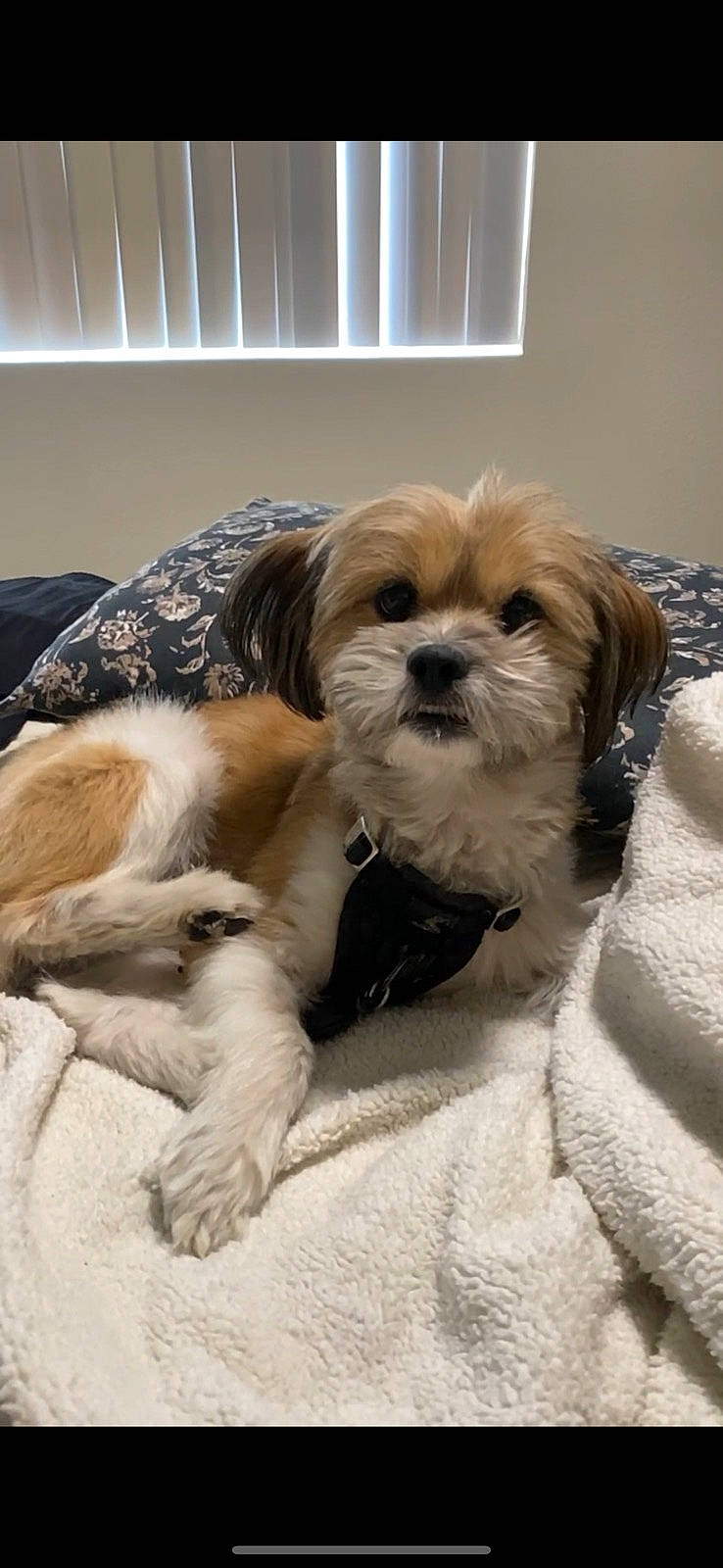 Milo is registered to the contest to win money with this photo: canidae, carnivore, comfort, companion_dog, dog, dog_breed, dog_supply, fawn, fur, liver, maltepoo, paw, puppy_love, shih_tzu, small_terrier, snout, sporting_group, terrier, toy_dog, working_animal