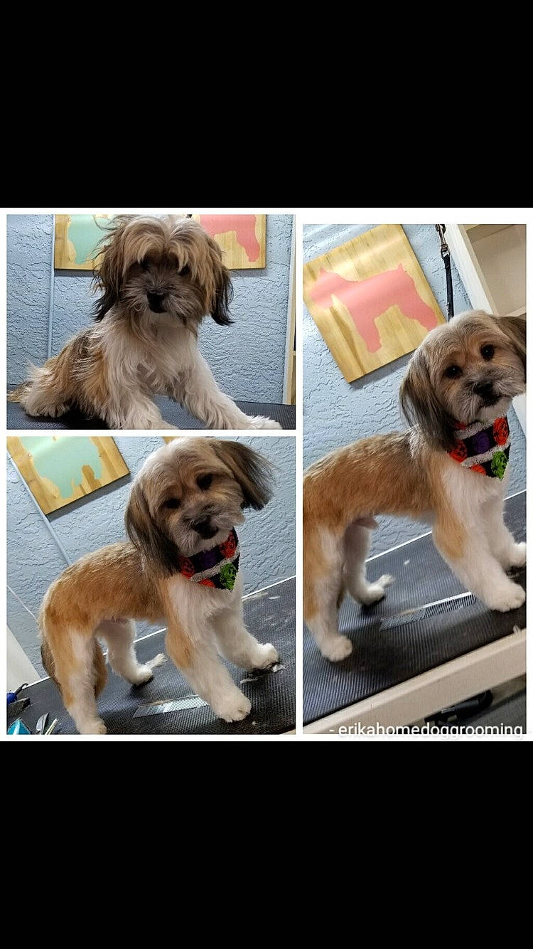 Milo is registered to the contest to win money with this photo: carnivore, circle, collage, collar, companion_dog, dog, dog_breed, dog_collar, dog_supply, fashion_accessory, fawn, font, fur, liver, pet_supply, plant, selfie, sporting_group, toy_dog, working_animal