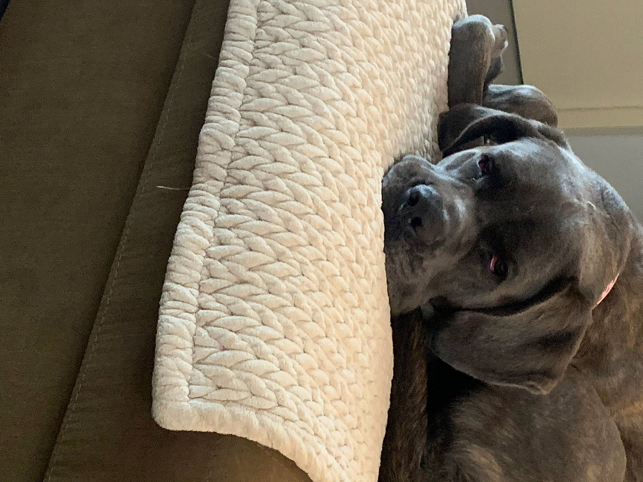 Royce participe au concours pour gagner de l'argent avec cette photo : ancient_dog_breeds, art, canidae, carnivore, comfort, companion_dog, dog, dog_breed, fawn, guard_dog, metal, monument, non_sporting_group, sculpture, snout, statue, terrestrial_animal, wood, working_animal, wrinkle