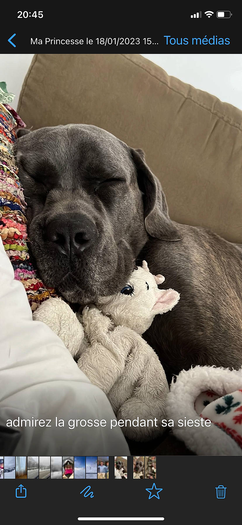 Royce a rejoint le concours — aidez-le/la à gagner de superbes lots ! canidae, carnivore, collar, comfort, companion_dog, dog, dog_breed, fawn, fur, mammal, nap, non_sporting_group, puppy, snout, sporting_group, terrestrial_animal, vertebrate, whiskers, working_animal, wrinkle