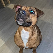 Sansa a rejoint le concours — aidez-le/la à gagner de superbes lots ! animal, brown_dog, canine, companion, cute, dog, dog_bed, domestic_animal, ears, floor, fur, indoor, looking_up, obedient, pet, room, sitting, snout, tile_floor, white_chest