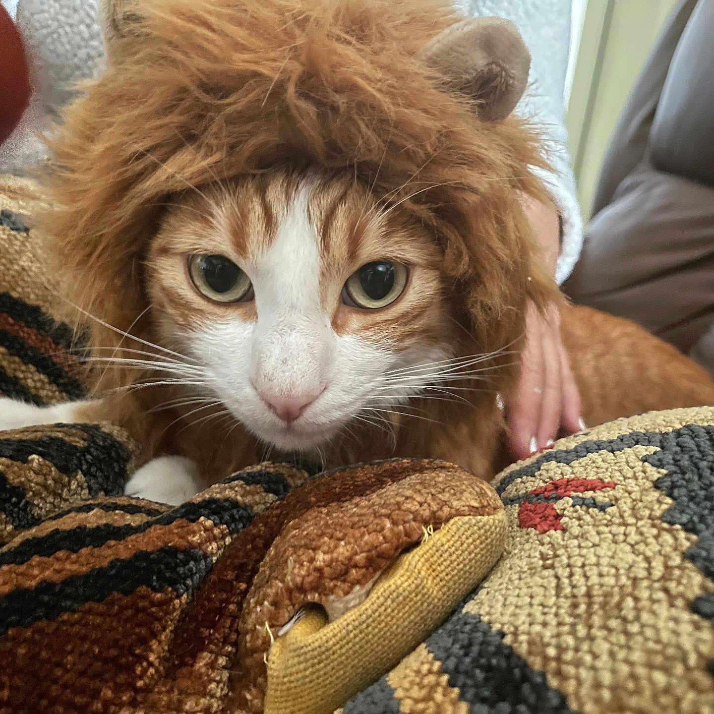 Maluma joined the competition — help win amazing prizes! abyssinian, animal, blanket, cat, couch, cushion, face, furniture, head, homedecor, indoors, interiordesign, kitten, manx, person, pet, photography, quilt, reptile, snake