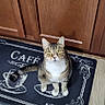 Goliath joined the competition — help win amazing prizes! cat, pet, animal, feline, tabby, white_chest, sitting, standing, front_facing, yellow_eyes, whiskers, ears, tail, doormat, cafe, coffee_design, wooden_cabinet, hardwood_floor, indoor, portrait