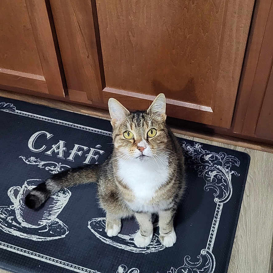 Goliath