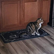 Goliath joined the competition — help win amazing prizes! cat, tabby_cat, pet, animal, sitting, kitchen, cabinet, sink, countertop, faucet, refrigerator, piano, floor, wood_floor, mat, coffee_mat, indoor, home, window, plants
