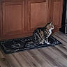 cat, tabby_cat, pet, animal, sitting, kitchen, cabinet, sink, countertop, faucet, refrigerator, piano, floor, wood_floor, mat, coffee_mat, indoor, home, window, plants