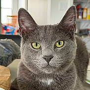Chubby is registered to the contest to win money with this photo: animal, background_blur, cat, close_up, cute, domestic_cat, ears, feline, fur, gray_cat, household, indoor, looking, nose, pet, portrait, resting, table, whiskers, yellow_eyes