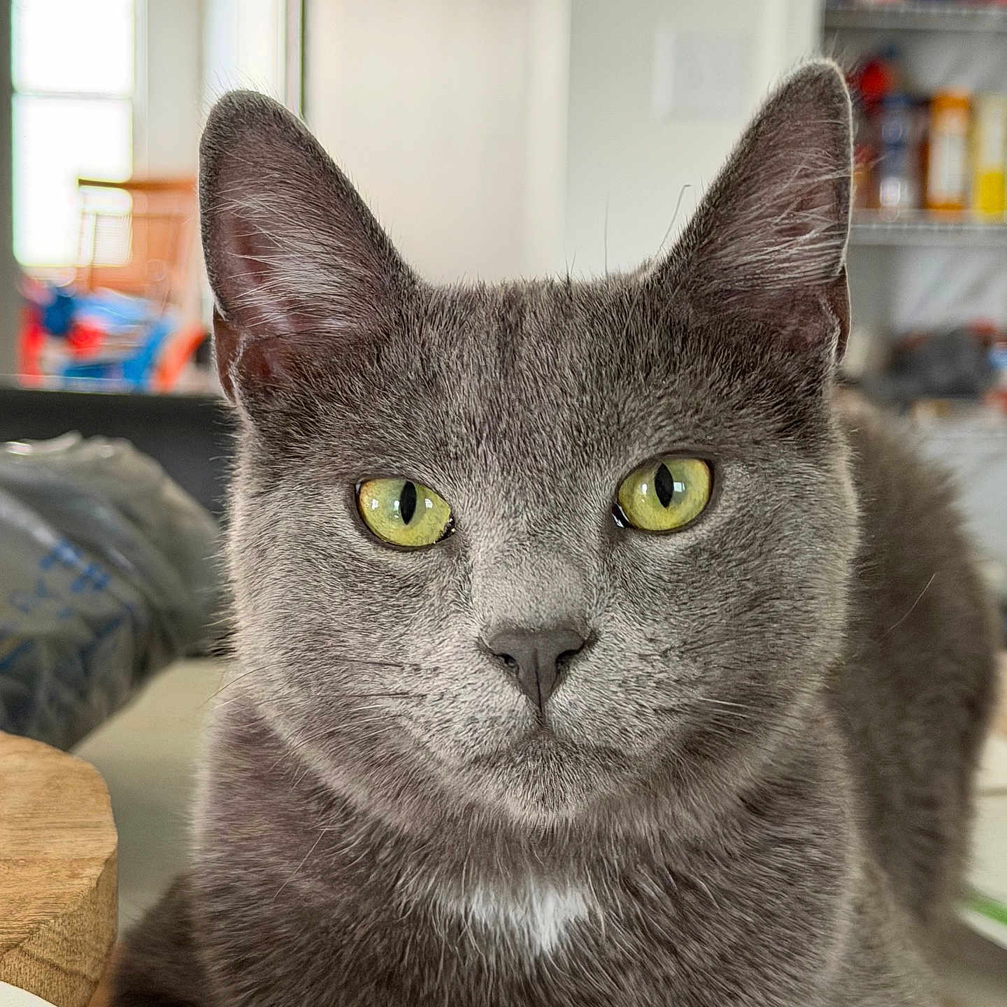 Chubby