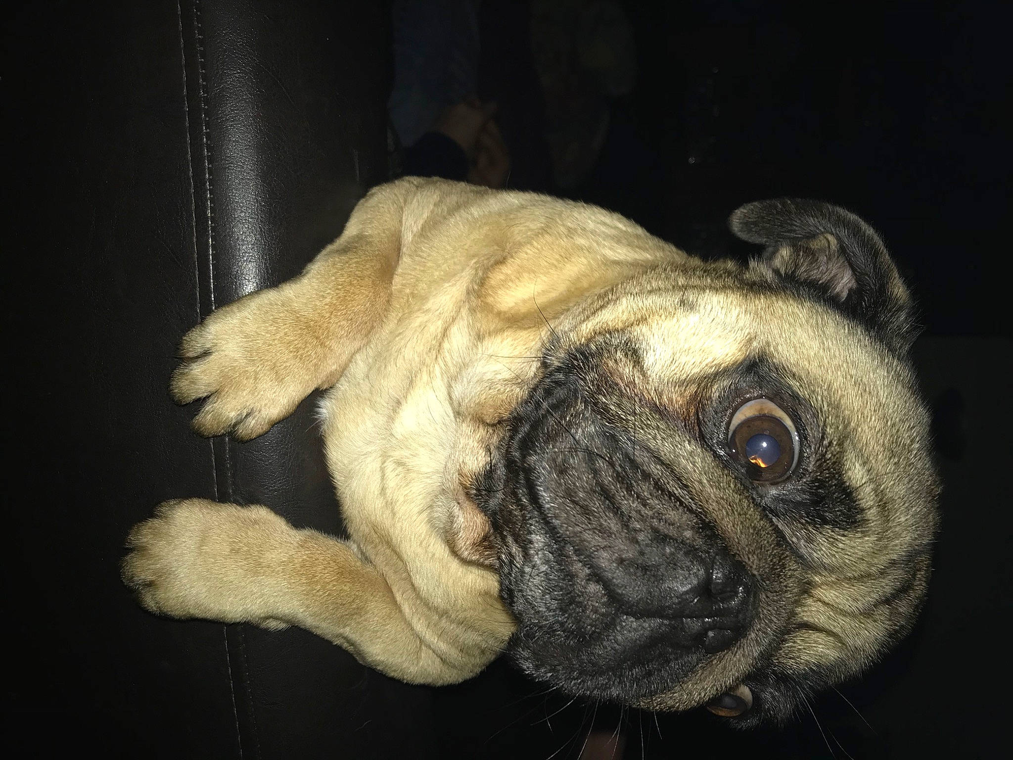 Indigo a rejoint le concours — aidez-le/la à gagner de superbes lots ! ancient_dog_breeds, art, bulldog, canidae, carnivore, companion_dog, dog, dog_breed, fawn, painting, pug, snout, sporting_group, still_life, still_life_photography, terrestrial_animal, toy_dog, visual_arts, whiskers, wrinkle