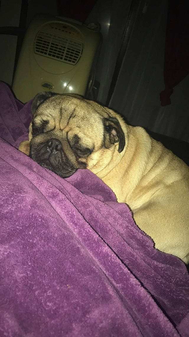 Indigo a rejoint le concours — aidez-le/la à gagner de superbes lots ! ancient_dog_breeds, canidae, carnivore, comfort, companion_dog, dog, dog_breed, fawn, linens, nap, non_sporting_group, pug, sleep, snout, sporting_group, terrestrial_animal, tints_and_shades, toy_dog, whiskers, wrinkle