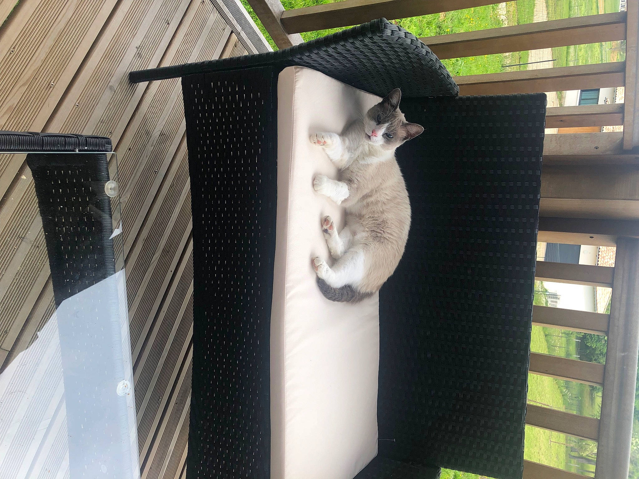 Simba participe au concours pour gagner de l'argent avec cette photo : animal_shelter, cage, canidae, carnivore, cat, cat_supply, domestic_short_haired_cat, fawn, felidae, fur, hardwood, outdoor_furniture, pet_supply, porch, room, small_to_medium_sized_cats, tail, whiskers, window, wood